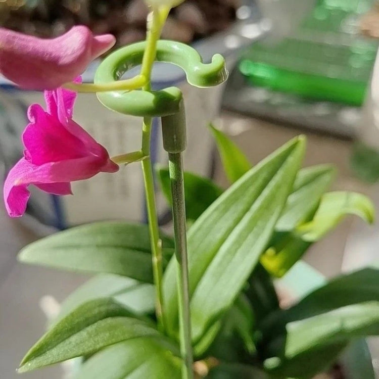 10pcs Plant Potted Flower Shape Support Rod Fixed Anti-lodging Leaf Guard Frame