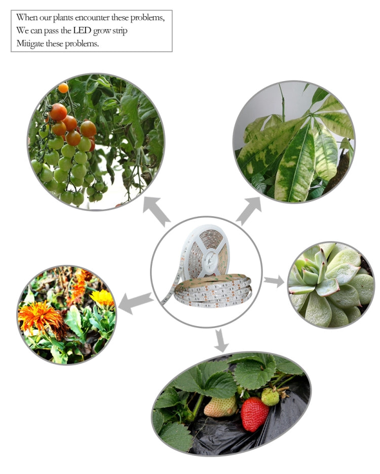 5m 300 LEDs SMD 5050 Full Spectrum LED Strip Light Fitolampy Grow Lights for Greenhouse Hydroponic Plant