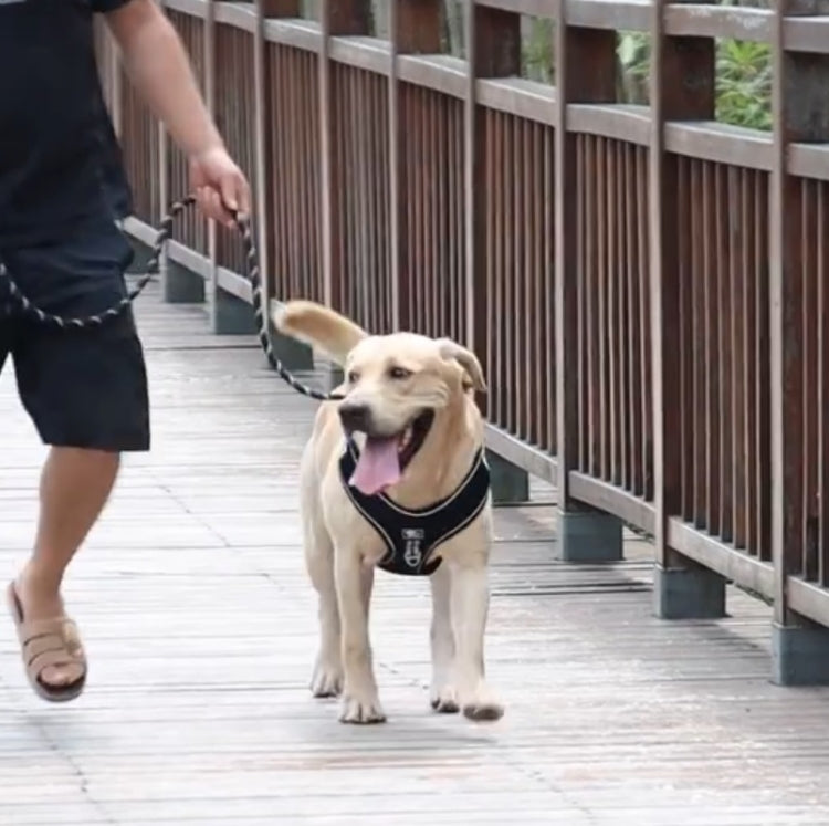 Pet Reflective Leash Medium & Large Dog Walking Supplies